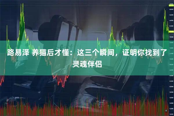 路易泽 养猫后才懂：这三个瞬间，证明你找到了灵魂伴侣